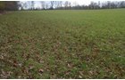 Property photo 4 - 80 Acres & Home - Property Offered in 4 Tracts from 2.3 to 30.0 Acres